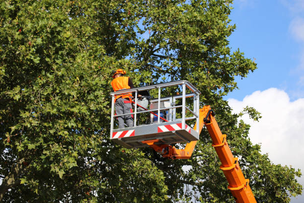 Best Stump Grinding and Removal  in Los Ranchos De Albuquerque, NM